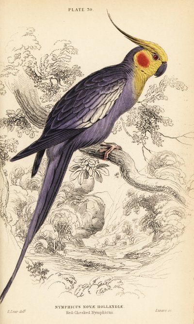 Korela, Nymphicus hollandicus od William Home Lizars