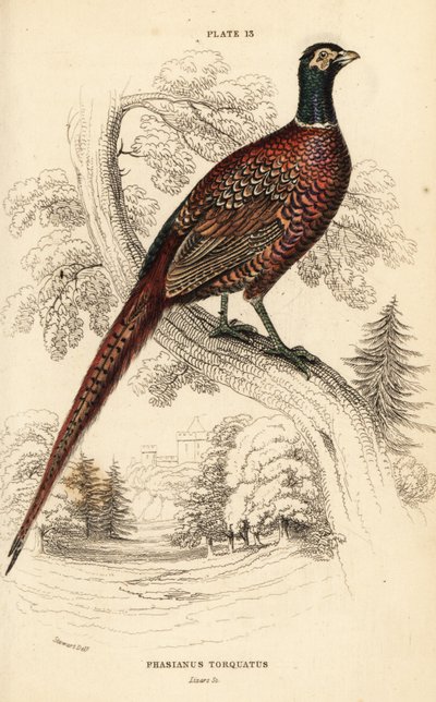 Bažant obecný (kruhokrký), bažant colchicus torquatus od William Home Lizars