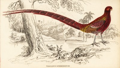 Bažant měděný nebo bažant Soemmerringův, Syrmaticus soemmerringii (Phasianus soemmerringii) od William Home Lizars