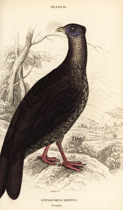 Fireback chocholatý, Lophura ignita, samice (kohout Macartney, Euplocomus ignitus) od William Home Lizars