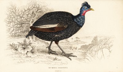 Perlička chocholatá, Guttera pucherani (Numida cristata) od William Home Lizars
