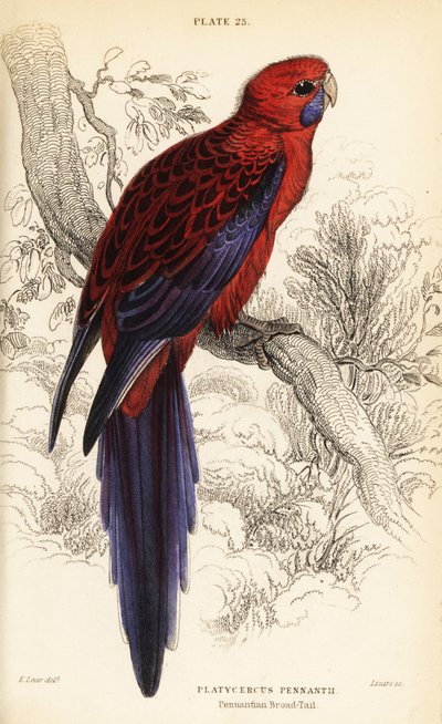 Karmínová rosela, Platycercus elegans od William Home Lizars