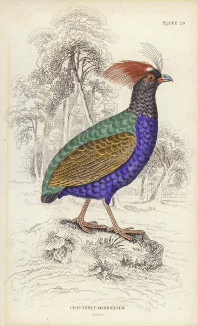 Cryptonix Coronatus od William Home Lizars