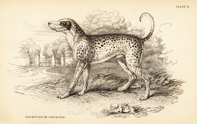 Dalmatský pes nebo trenérský pes, Canis lupus familiaris od William Home Lizars
