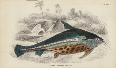 Doras Castaneo-Ventris od William Home Lizars