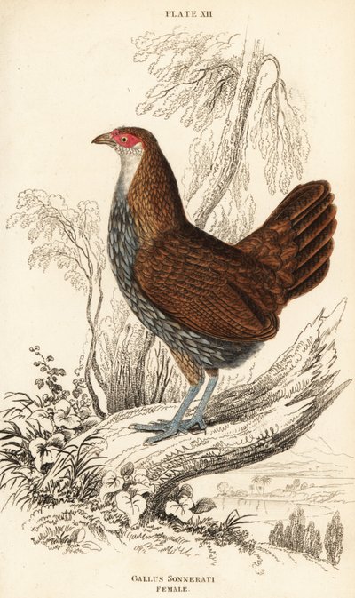 Samice pralesní šedé nebo pralesní Sonneratova, Gallus sonneratii (Gallus sonnerati) od William Home Lizars