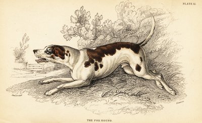Fox honič, Canis lupus familiaris od William Home Lizars