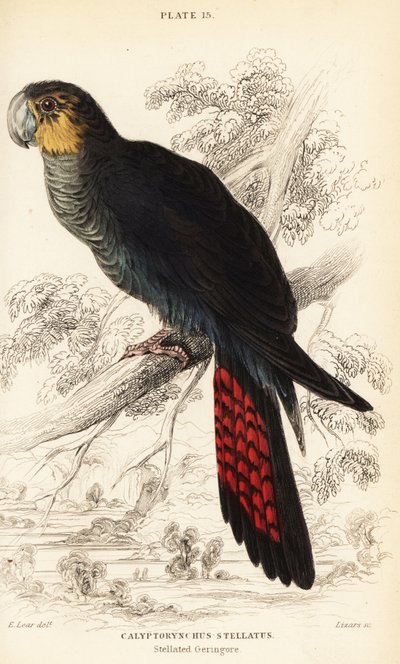 Lesklý černý kakadu, Calyptorhynchus lathami od William Home Lizars