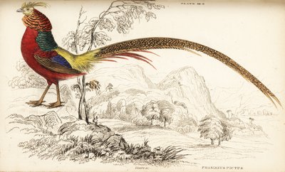 Zlatý bažant nebo čínský bažant, Chrysolophus pictus (Phasianus pictus) od William Home Lizars