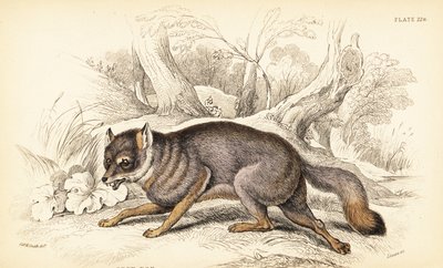 Liška šedá nebo liška šedá, Urocyon cinereoargenteus (Vulpes cinereus) od William Home Lizars