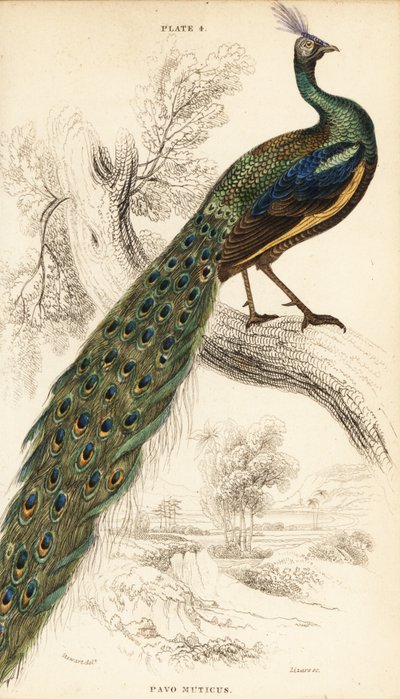 Páv zelený, Peacock muticus od William Home Lizars