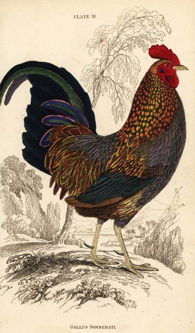 Šedá pralesní ptactvo nebo Sonneratova pralesní ptactvo, Gallus sonneratii (Gallus sonnerati) od William Home Lizars