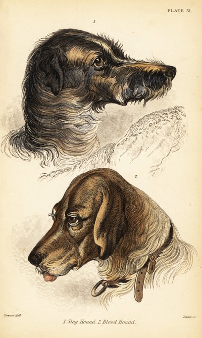 Hlavy jelena 1 a krvavého honiče 2, Canis lupus familiaris (Canis sagaces a Canis sanguinarius) od William Home Lizars