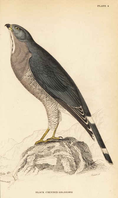 Káně ještěrka, Kaupifalco monogrammicus od William Home Lizars