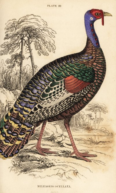 Ocellated krůta, Meleagris ocellata od William Home Lizars