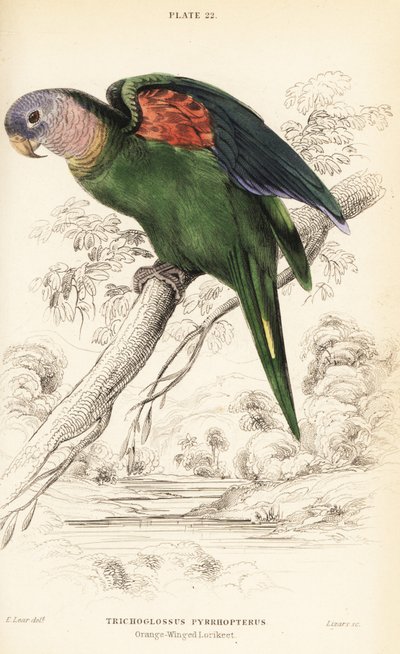 Amazonka oranžovokřídlá, Amazona amazonica od William Home Lizars