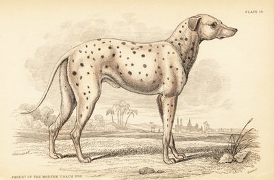 Rodič moderního trenérského psa Canis lupus familiaris od William Home Lizars