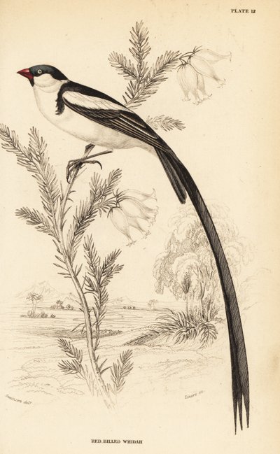 Pročež pinoocasý, Vidua macroura (Widah červenozobý, Vidua erythrorhynchus) od William Home Lizars