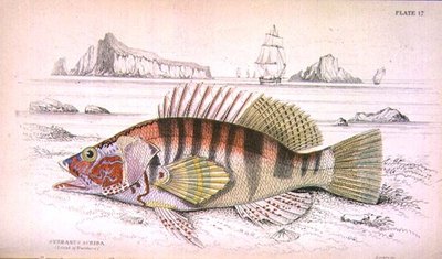 Tabulka 17 Serbanus Scriba (Ostrov Baziluzzo), rytina autora z "Naturalist