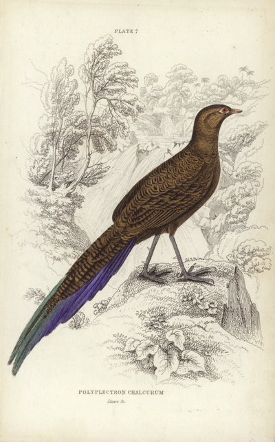 Polyplectron Chalcurum od William Home Lizars