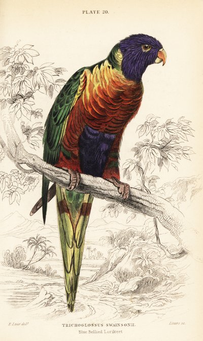 Lori duhový, Trichoglossus moluccanus od William Home Lizars