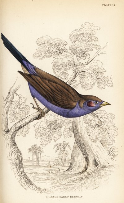 Kordon-bleu červenolící, Uraeginthus bengalus od William Home Lizars