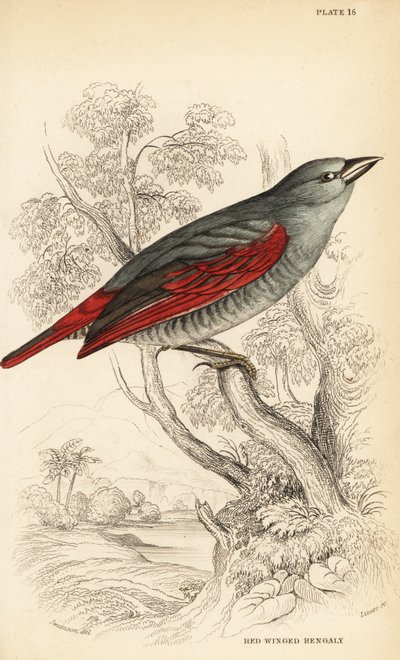 Pytilia červenokřídlá, Pytilia phoenicoptera (Bengálsko červenokřídlá, Pytilia phaenicoptera) od William Home Lizars
