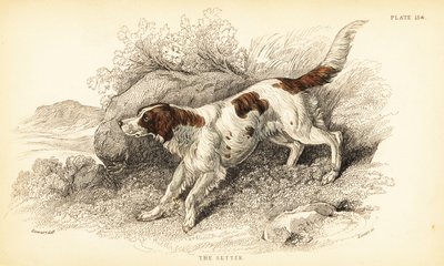 setr, Canis lupus familiaris (Canis index) od William Home Lizars