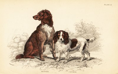 Setr a kokršpaněl, Canis lupus familiaris od William Home Lizars