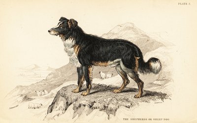 Pastýřský nebo ovčácký pes, Canis lupus familiaris (Canis domesticus) od William Home Lizars