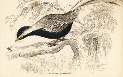 Stříbrný bažant, Lophura nycthemera (Phasianus nycthemerus) od William Home Lizars