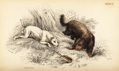 Hladkosrstý teriér a skotský nebo drátosrstý teriér, Canis lupus familiaris (Canis terrarius) od William Home Lizars