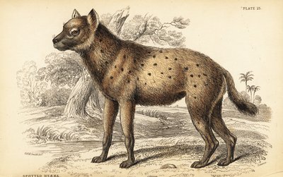Hyena skvrnitá nebo hyena smějící se, Crocuta crocuta (Hyaena crocuta) od William Home Lizars