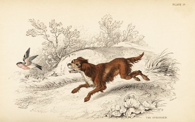 Springer neboli anglický špringršpaněl, Canis lupus familiaris od William Home Lizars