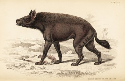 Hyena pruhovaná, Hyaena hyaena (Nahá hyena pouště, Hyaena vulgaris) od William Home Lizars
