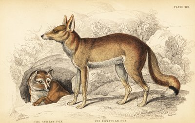 Syrská liška neboli Taaleb, Vulpes thaleb (nebo Blanfordova liška, Vulpes cana?) a egyptská liška neboli Sabora, Vulpes vulpes niloticus od William Home Lizars