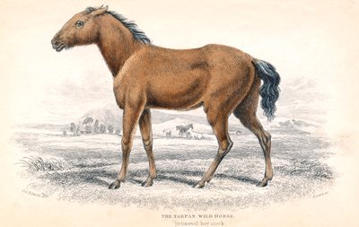 Tarpan, 1830 od William Home Lizars