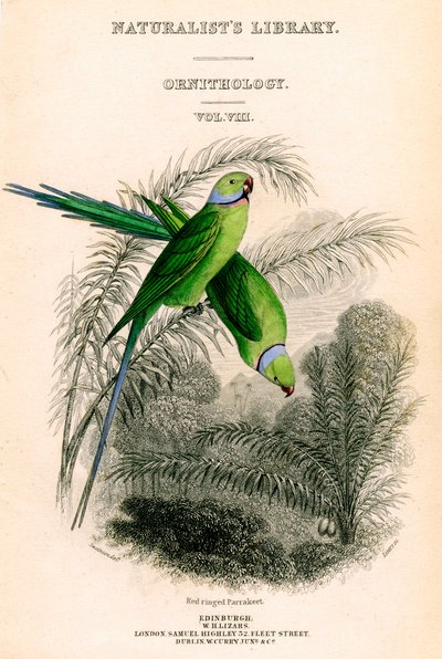 The Naturalists Library, Ornitology Vol VIII, Red ringed Parrakeet, c1833-1865. od William Home Lizars