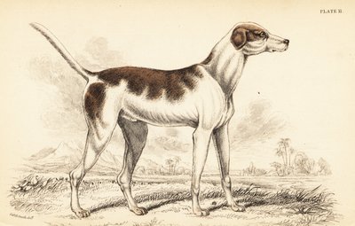 Orientální chrt, Canis lupus familiaris od William Home Lizars