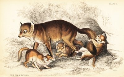 Odrůda lišky obecné, Vulpes vulpes, s mláďaty (Liška obecná Bavorská, Vulpes alopex) od William Home Lizars