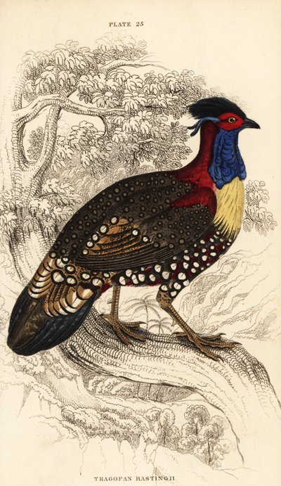 Tragopan západní nebo tragopan západní, samec, Tragopan melanocephalus od William Home Lizars