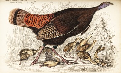 Divoký krocan, samice a mláďata, Meleagris gallopavo od William Home Lizars