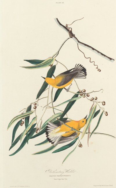 Protonární Barballer od William Home Lizars after John James Audubon