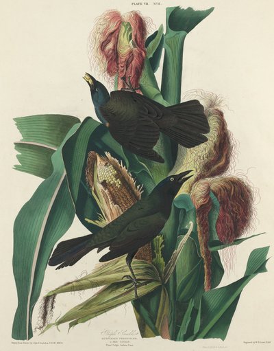 Fialový Grackle od William Home Lizars after John James Audubon