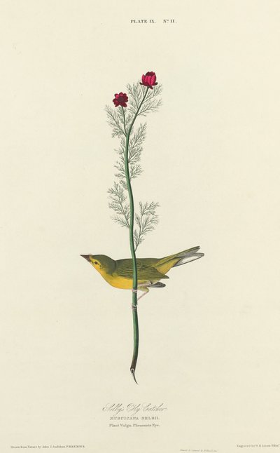 Selbyho mucholapka od William Home Lizars after John James Audubon