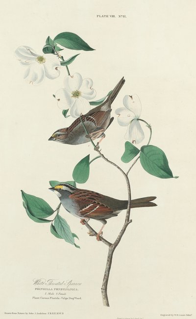 Vrabec bělokrký od William Home Lizars after John James Audubon