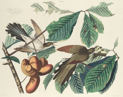 Kukačka žlutozobá od William Home Lizars after John James Audubon