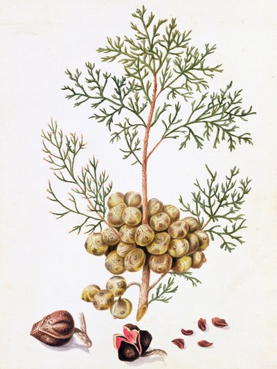 Cypřišový list a ořechy od William Hooker