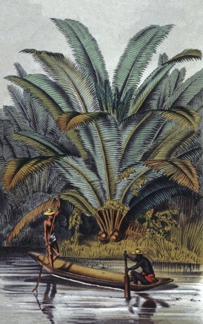 Palma od William Hooker