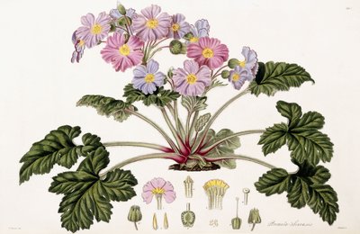 Primula Sinensis, 1821-1826 od William Hooker